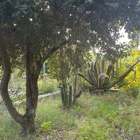 Villa Vittoria Trappeto  Eksteriør billede