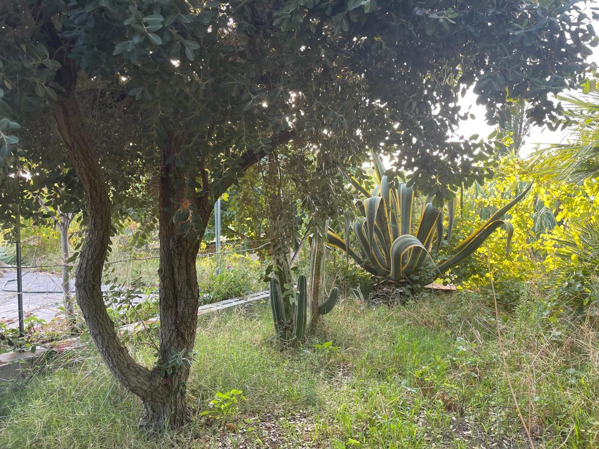 Villa Vittoria Trappeto  Eksteriør billede