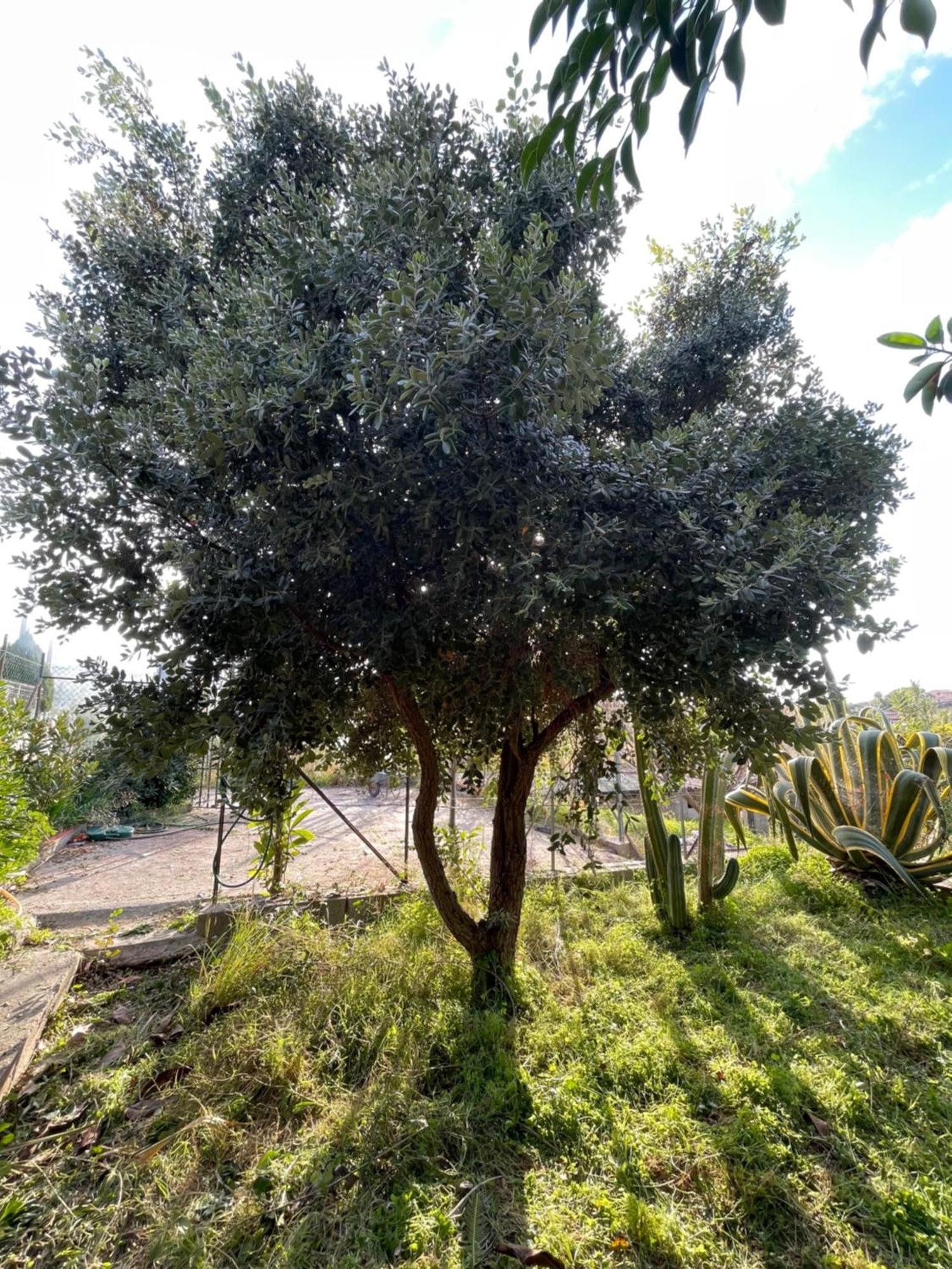 Villa Vittoria Trappeto  Eksteriør billede